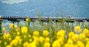 The World's Longest Wooden Bridge