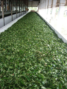 tea fermentation