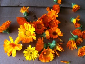 Calendula Drying light of day tea