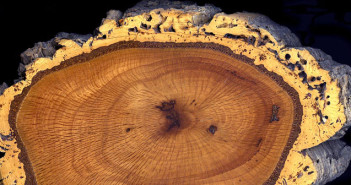 Oak-Trunk cork section