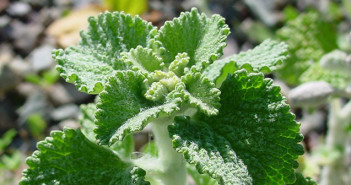 Horehound closeup