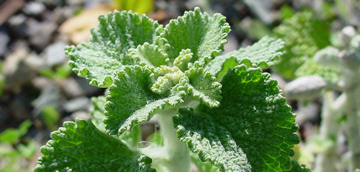 Horehound closeup