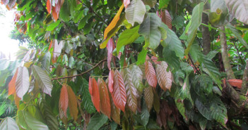 Guayusa