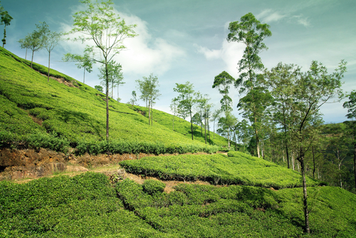 Kenya Tea Field - The Daily Tea