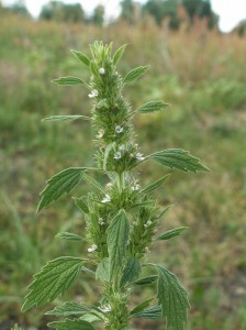 horehound