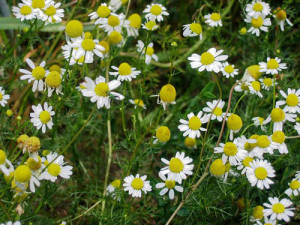 chamomile