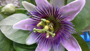 Passion Flower 