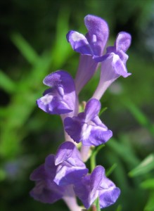 Skullcap flower