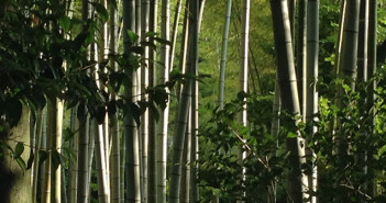 Bamboo