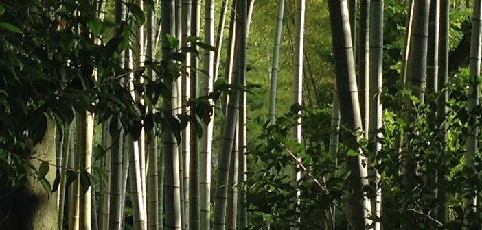 Bamboo