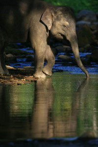 Asian Elephant