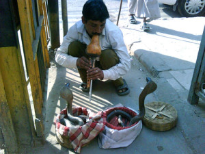 Snake Charmer