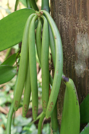 Vanilla pods