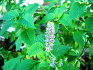 anise-hyssop