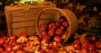 Apple Harvest