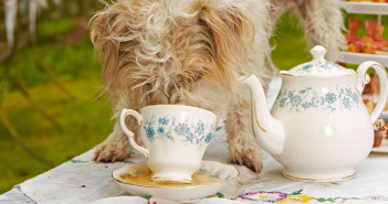 W&B Tea for dogs