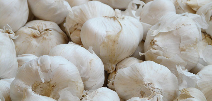 Garlic