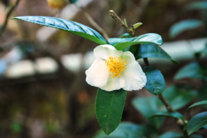 Doi_Tung_tea_flower