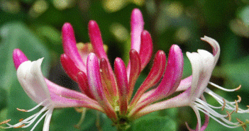 Honeysuckle