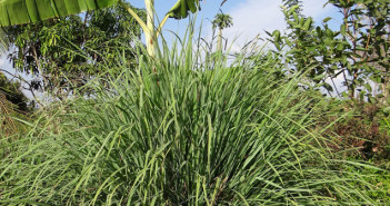 Lemongrass Feature Image