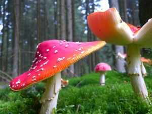 Forest Mushrooms