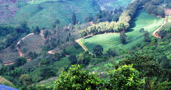 Thailand tea garden