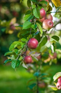 Apples on the tree!