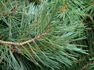 pine needles