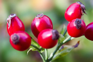 rosehips