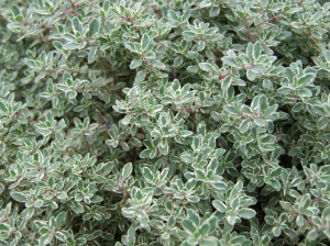 thyme