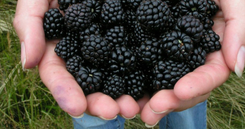 Blackberries