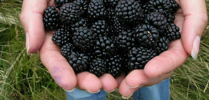 Blackberries