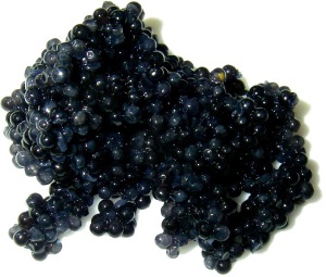 Caviar