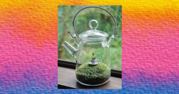 Teapot Terrarium