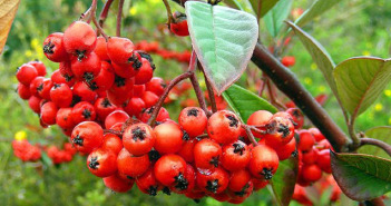 Hawthorn photo by Doug Greenberg