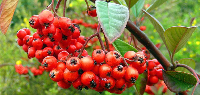 Hawthorn photo by Doug Greenberg