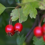 crataegus-499583_640