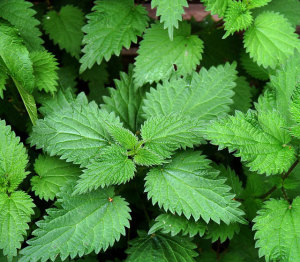 Stinging Nettle