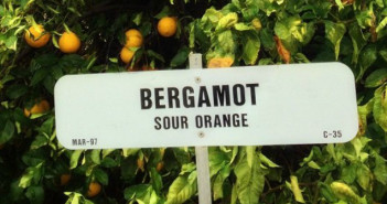 Bergamot