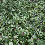 Runa-guayusa drying in the sun