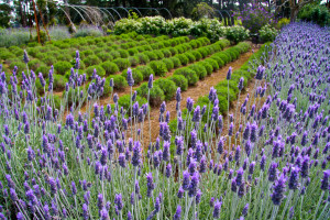 Lavender Field