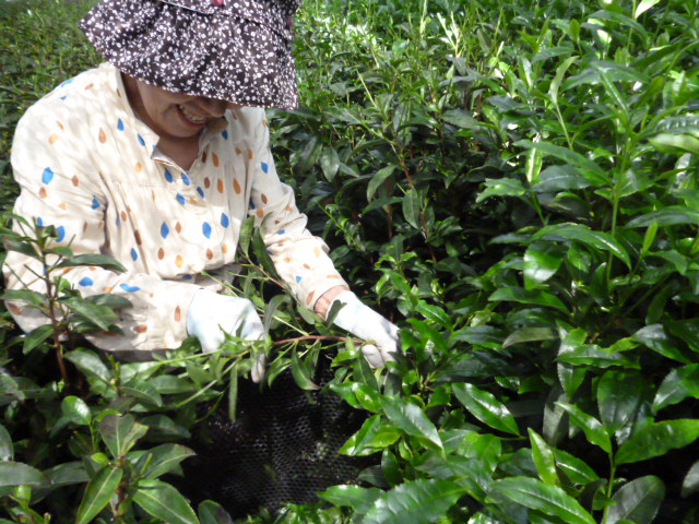 A Matcha Picker at work.